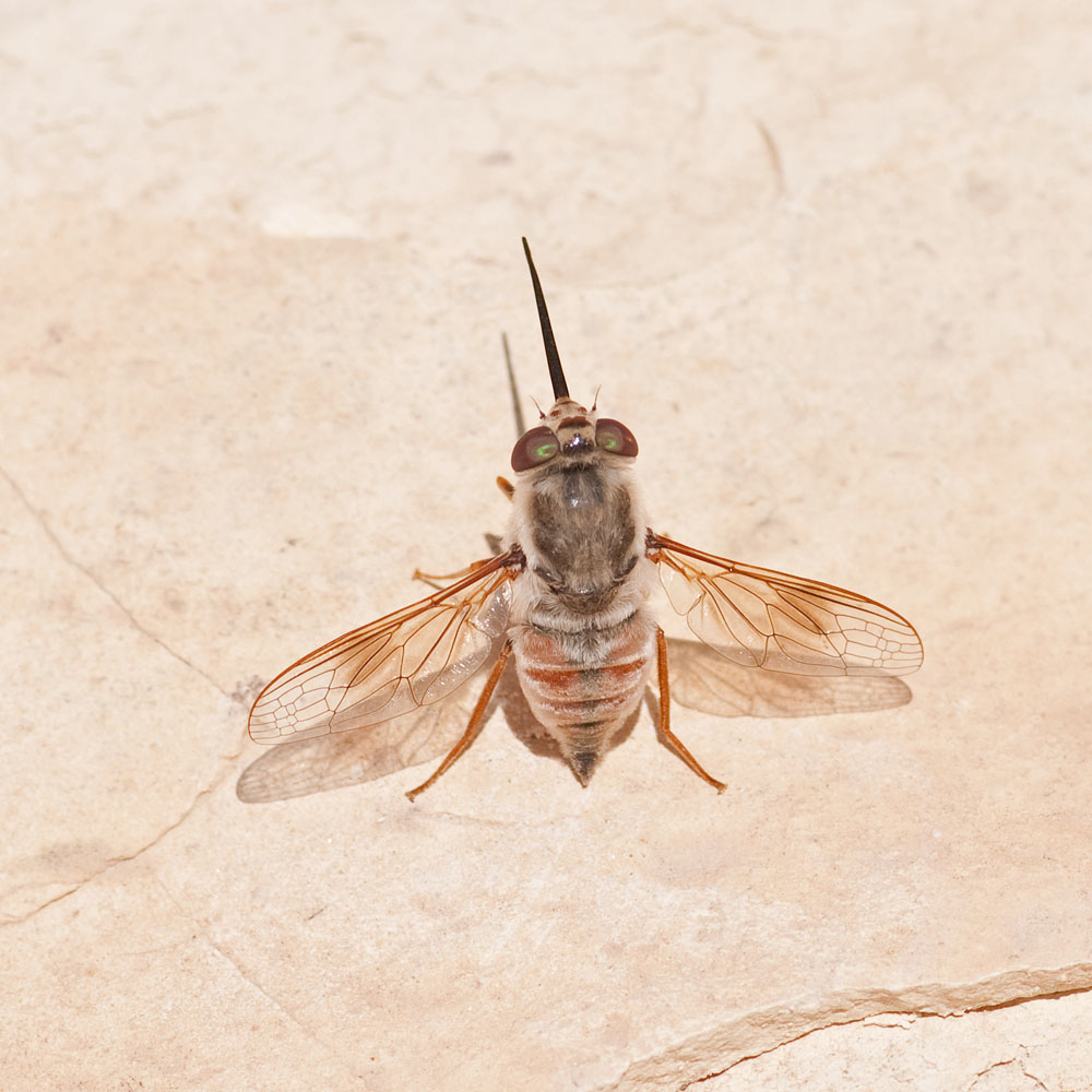 Nemestrinus laetus